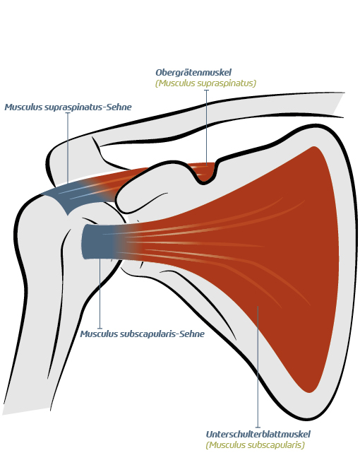 Rotatorenmanschette Anatomie Bilder JMJNR